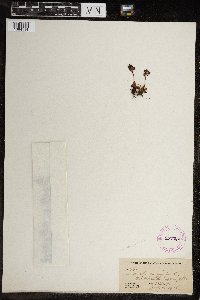 Micranthes nivalis image