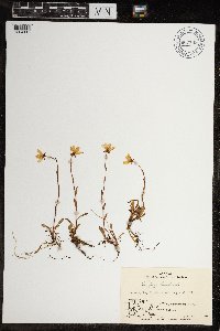 Saxifraga hirculus image