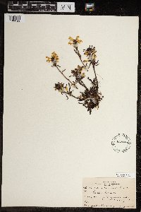 Pedicularis lapponica image