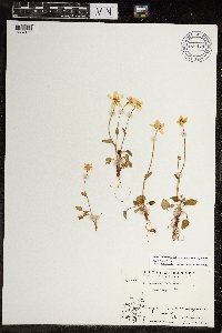 Parnassia palustris image