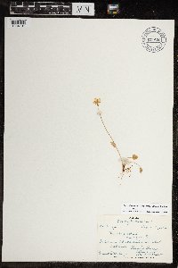 Parnassia palustris image