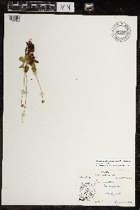 Parnassia palustris image