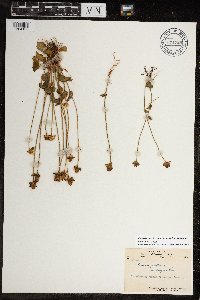 Parnassia palustris image