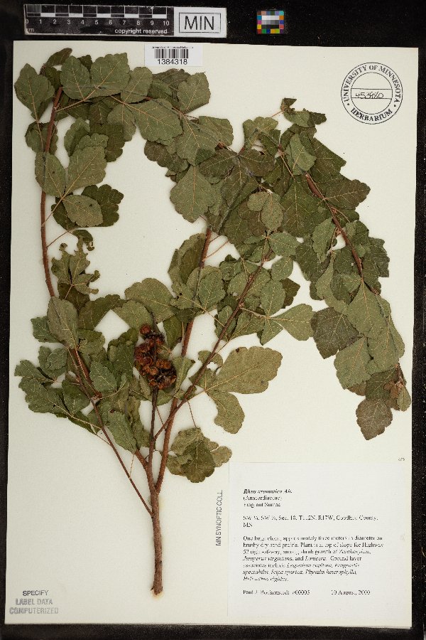 Rhus aromatica var. aromatica image