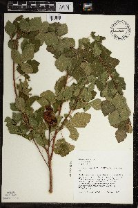 Rhus aromatica image