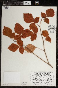 Rhus aromatica image