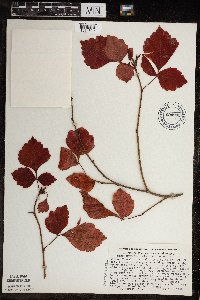 Rhus aromatica image