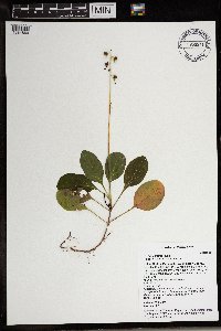 Pyrola elliptica image