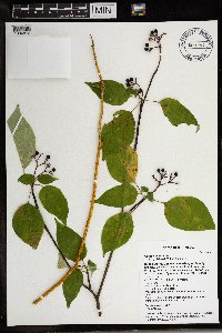 Cornus alternifolia image