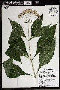 Eutrochium purpureum image