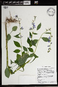 Campanulastrum americanum image