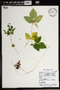 Cuscuta gronovii image