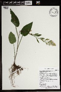 Symphyotrichum urophyllum image