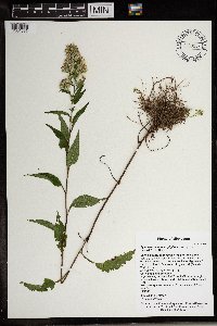 Symphyotrichum urophyllum image