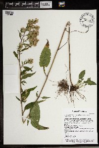Symphyotrichum urophyllum image