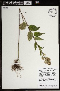 Symphyotrichum urophyllum image