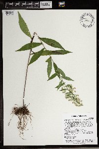Symphyotrichum lateriflorum image