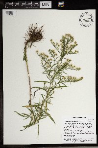 Symphyotrichum pilosum image