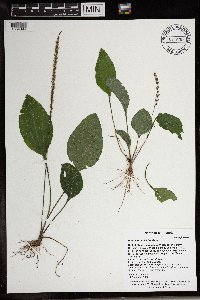 Plantago rugelii image
