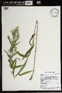 Symphyotrichum lanceolatum var. interior image