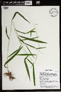 Leersia virginica image