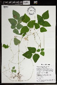 Amphicarpaea bracteata image