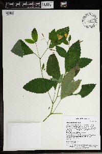 Impatiens pallida image