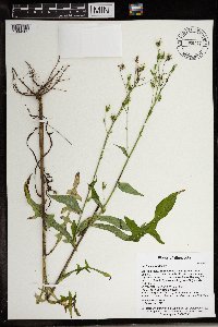 Lactuca canadensis image