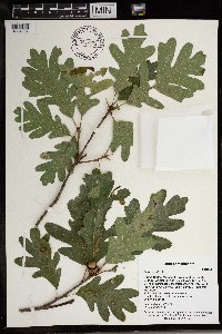 Quercus alba image