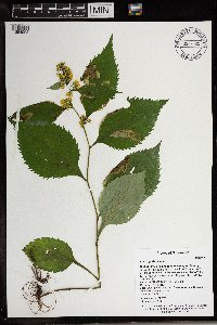 Image Associated With the Occurrence