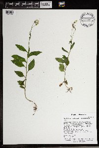 Erechtites hieraciifolius image