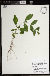 Silene latifolia image