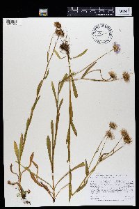 Erigeron glabellus var. pubescens image