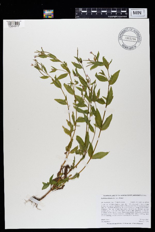 Epilobium ciliatum var. ciliatum image
