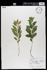 Geocaulon lividum image