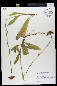 Hieracium caespitosum image