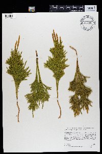 Dendrolycopodium hickeyi image