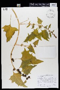 Chenopodium capitatum image