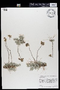 Antennaria microphylla image