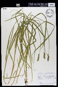 Carex stipata var. stipata image