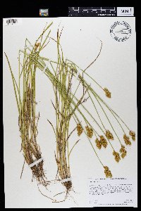 Carex adusta image