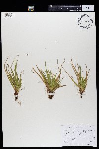 Carex tonsa var. tonsa image