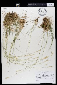 Danthonia spicata image