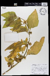 Leucophysalis grandiflora image