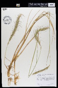 Elymus canadensis var. canadensis image