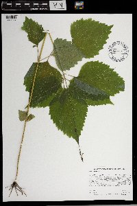 Phryma leptostachya image