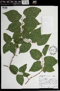 Celtis occidentalis image