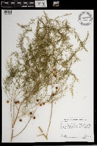 Asparagus officinalis image