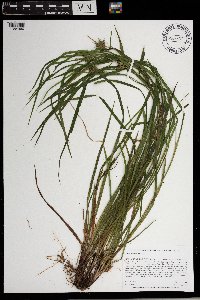 Carex intumescens image
