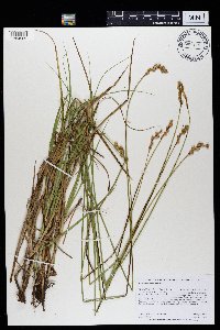 Carex merritt-fernaldii image